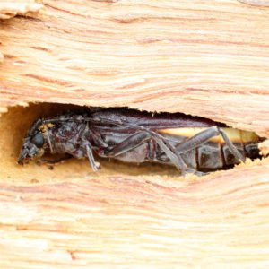 Insecte xylophage nuisible à la charpente de la maison