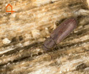 lyctus lyctus