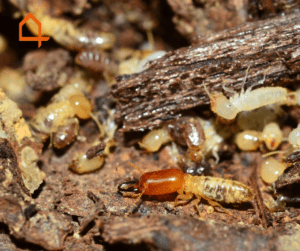 termites termites